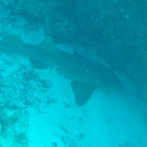 THE NURSE SHARK RESTING IN THE SAND