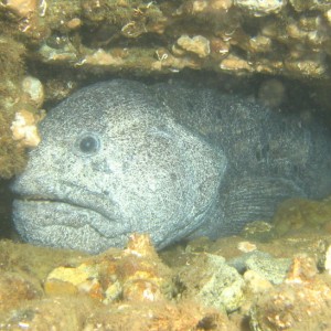 Wolf Eel