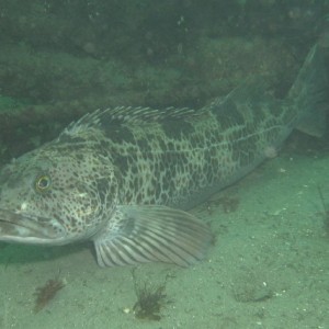 Lingcod