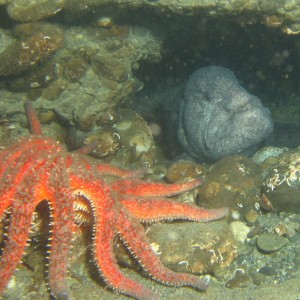 Sunflower Star & Wolf Eel