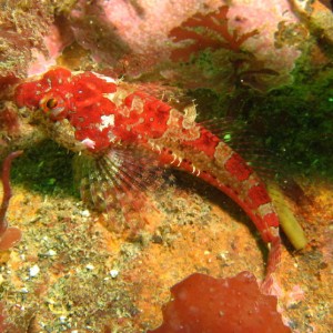 Scalyhead Sculpin