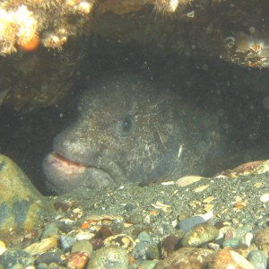 Wolf Eel