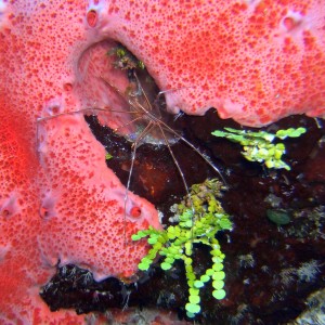 Yellowline Arrow Crab on Columbia Deep