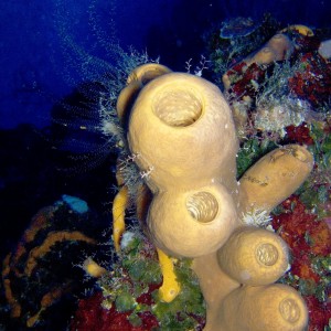 Sea Sponge on Palancar Caves