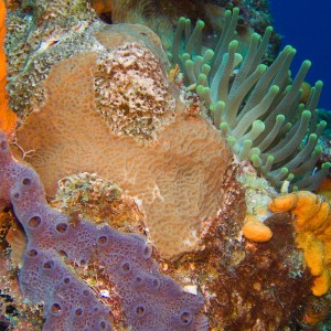 Sea Sponge and Anemone on Columbia Deep