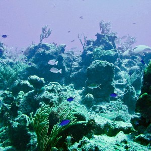 cozumel 12