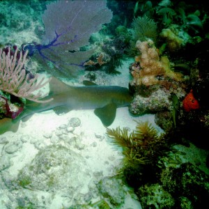 Napping Nurse Shark