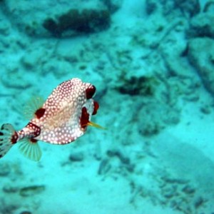 trunkfish