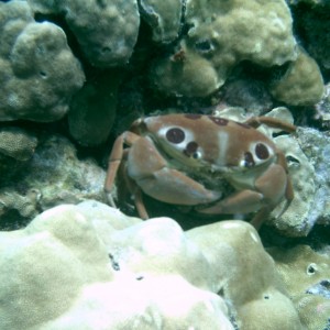 Kona crab