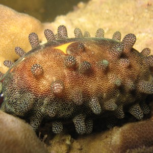 Mole Cowry