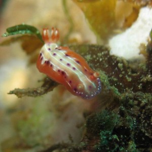 Nudibranch: Decorated Chromodoris