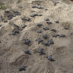 Baby Turtles!!