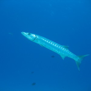 Barracuda - Cozumel