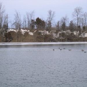 Ducks on the ice