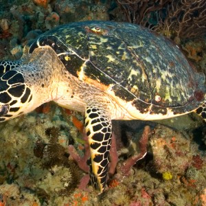 Hawksbill Turtle