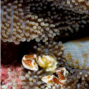 Anemone_porcelain_crab_4