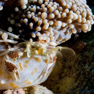 Anemone_porcelain_crab_6