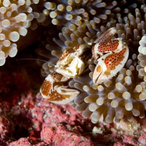 Anemone_porcelain_crab_3