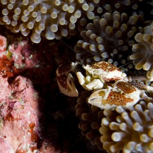 Anemone_porcelain_crab_5