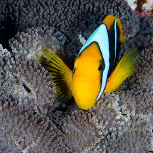 coleman_s_anemone_fish_3