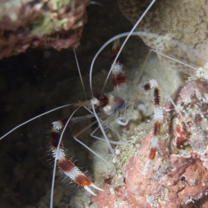 cleaner_shrimp_1