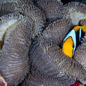 coleman_s_anemone_fish_2