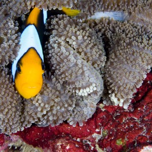 clark_s_anemone_fish