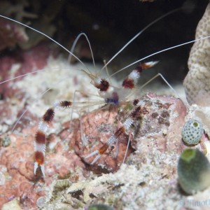 cleaner_shrimp_