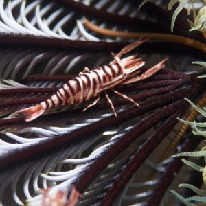 crinoid_commensal_shrimp