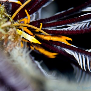 crinoid_squat_lobster