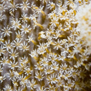 coral_polyps_1