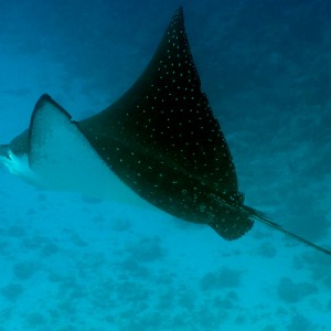 eagle_ray_3