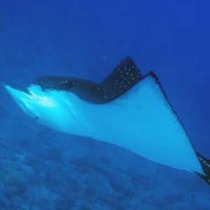 eagle_ray_2