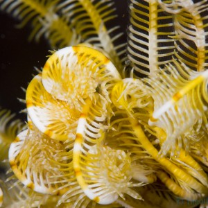 feeding_crinoid