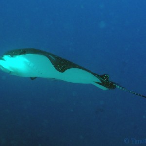 eagle_ray