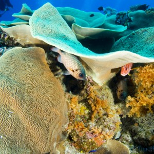 fish_under_lettuce_coral