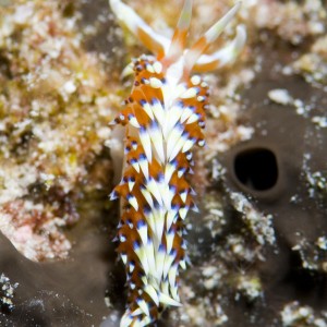 flambillina