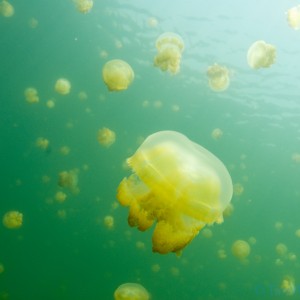 jellyfishlake058