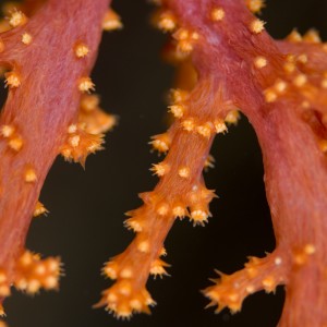 soft_coral_1