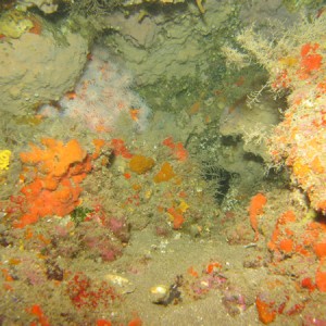 2007-2-19_-_Dive_1-_Puerto_delCarmen_-_PinkCoral