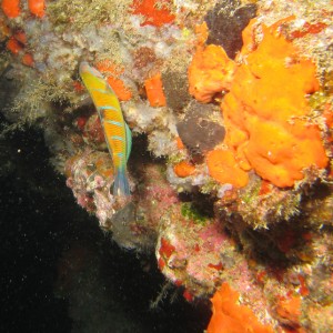 2007-2-20_-_Dive_3_-_Blue_Hole_-_Playa_del_Carmen_-_Feeding_fish.jpg