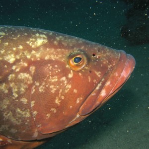 2007-2-22_-_Dive_10_-_Puerto_del_Carmen_-_buoyancy_course_-_Gary_the_groupe