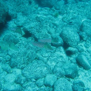 2007-2-21_-_dive_6_-_Mala_-_Cuttlefish.jpg