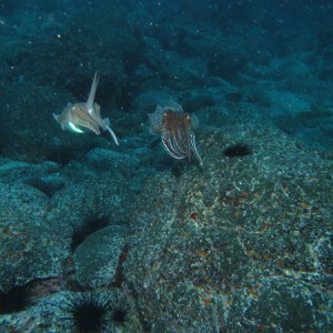 2007-2-21_-_dive_6_-_Mala_-_cuttlefish2.jpg