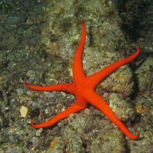 2007-2-20_-_Dive_3_-_Blue_Hole_-_Playa_del_Carmen_-_Starfish.jpg