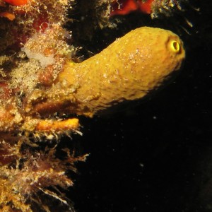 2007-2-23_-_Dive_12-_Blue_Hole_-_The_cock_sponge.jpg