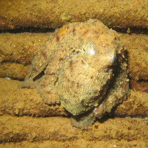 2007-2-24_-_Dive_13_-_Arricefe_-_Rabbat_wreck_-_octopus.jpg