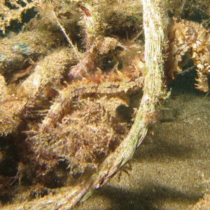 2007-2-20_-_Dive_3_-_Blue_Hole_-_Playa_del_Carmen_-_Seahorse.jpg