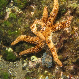 2007-2-20_-_Dive_3_-_Blue_Hole_-_Playa_del_Carmen_-_Starfish2.jpg