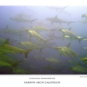 darwin arch galapagos